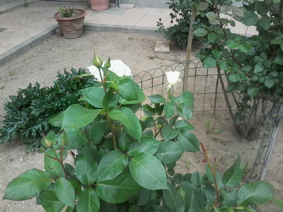 Perbacco Bed & Breakfast Sartirana Lomellina ภายนอก รูปภาพ